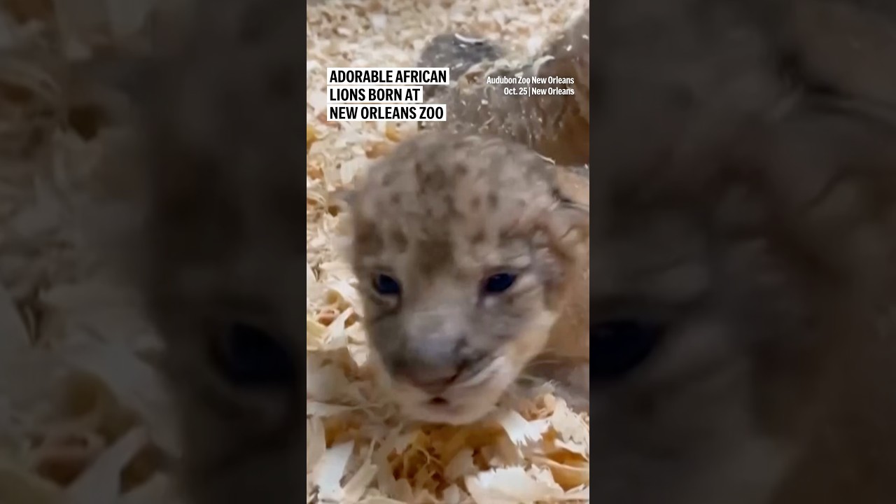 Adorable African lions born at New Orleans zoo