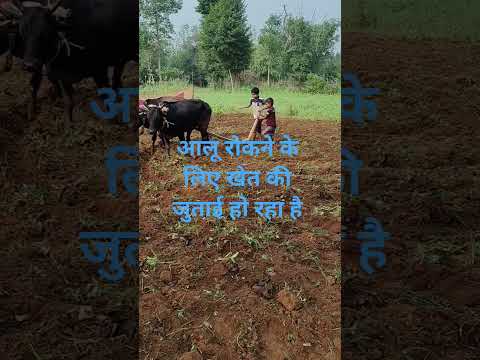 आलू बाड़ी की जुताई  हो रही है