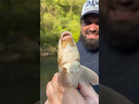 What’s Under This Bridge? #jesus #kentuckyoutdoors #fishing #creek #carp #outdoors #castnetfishing