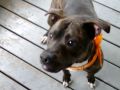 dogsoldier17066