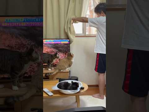 猫のひのきと秀吉の日常を紹介します サムネイル