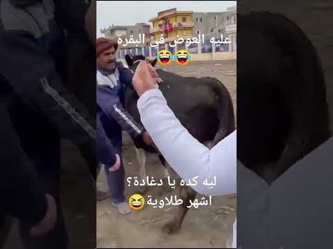 عليه العوض فى البقرة😂🐄#حيوانات #طب بيطرى