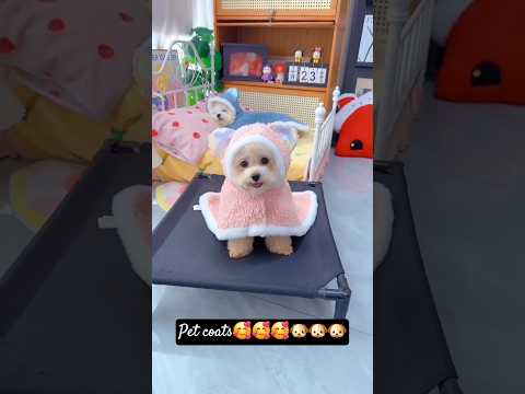 Pet coats. #shortsshorts #viralshort #viralvideo #funydog1010 #poodle #cutepuppy #usadogs #funny