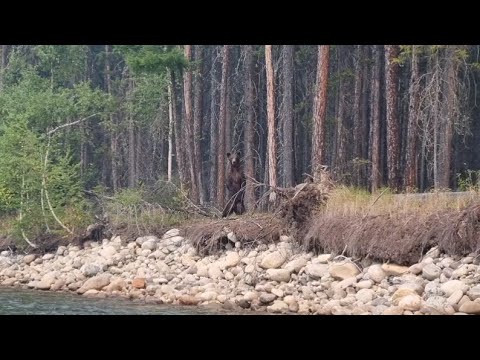 Дикий лосось, обалдеть || Wild salmon, wow