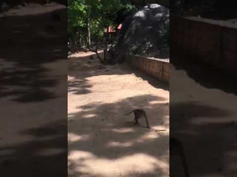 Tham quan núi khỉ.