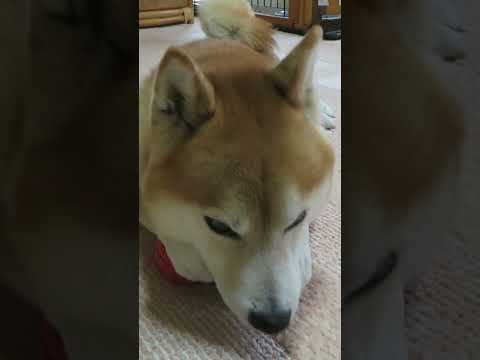 おもちゃを大切にする柴犬 #shorts #柴犬