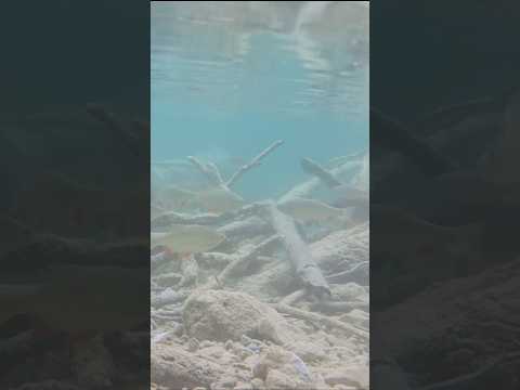 Jeziora Plitwickie (Chorwacja special 8)