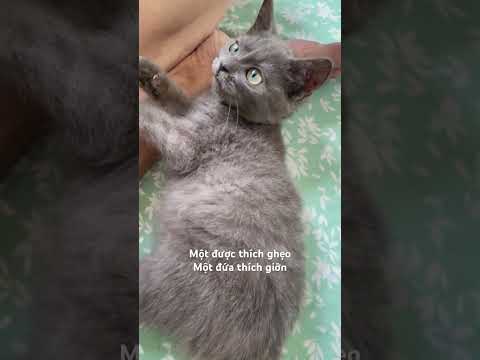 Mèo nhà em cở đó ,mèo nhà mấy bà cở nào #linhmientay #cat #xuhướng #pets