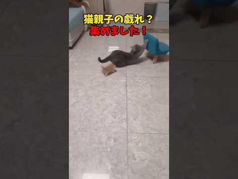 猫の動画サムネイル - た、戯れ？ #猫 #cat #cats #cute