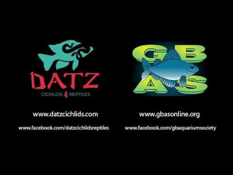 Datz Cichlids & Reptiles - Nov 2018 GBAS took a tour of Datz's new shop in McHenry, IL!