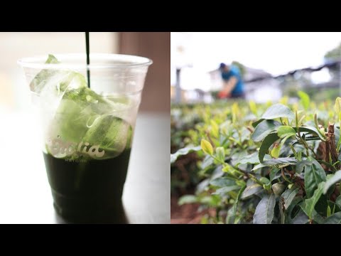 Global matcha 'obsession' drinks Japan tea farms dry | AFP