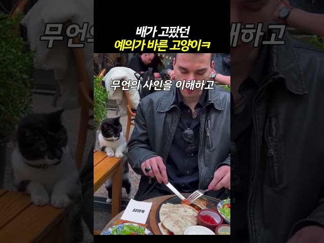 한조각만 달라던 고양이  #고양이 #cat #동물