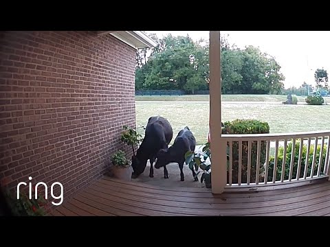 Curious Cows Show Up at Man’s Front Door! | RingTV