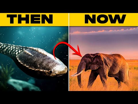 The Evolution of Elephants