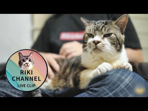 突然ゲフッってなる猫 リキちゃんのかわいいグルーミング リキちゃんねるライブ切り抜き 猫動画 キジシロ猫のいる暮らし まとめちゅーぶ