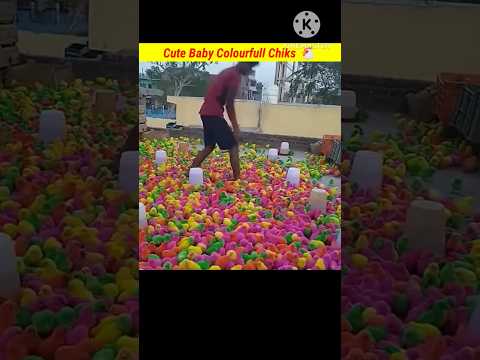 Cute Baby Colourfull Chicks 🐔 #ytshorts #shortsfeed #viral #shorts #facts