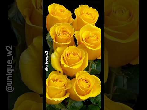 beautiful flowers 🌸🌺🌹#flowers #trending #nature #naturalbeauty #love #beautful #ytshorts