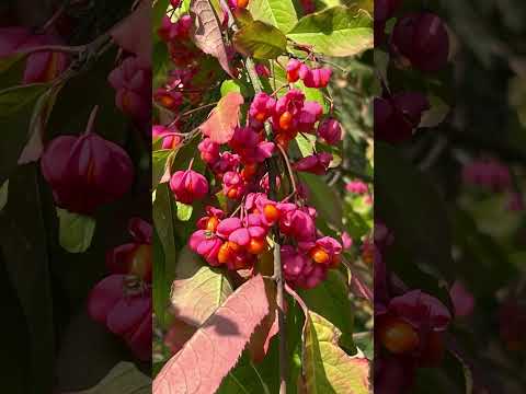 Собор преподобных  Оптинских Старцев. #австрия #психология #церковныйкалендарь #церковь