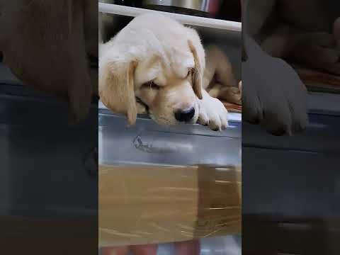 #DogLovers #CuteDog #FunnyDogs #DogViral #DogVideo #PuppyLove #PetViral #DogLife #InstaDog #DogTok