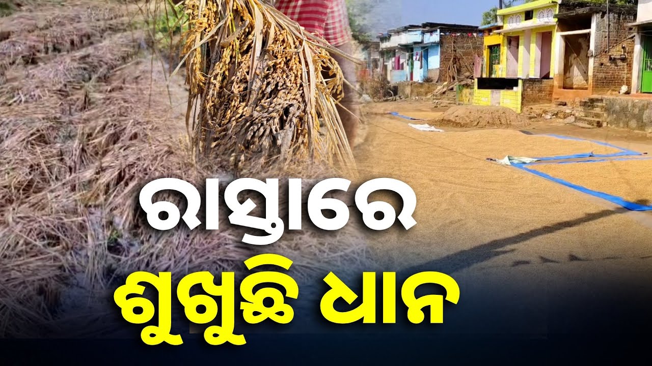 ଗଞ୍ଜାମ ସାନ ଖେମୁଣ୍ଡି ତେଲିଆପଲ୍ଲୀ ଗାଁ, ପାଣିରୁ ଛାଣି ଦାଣ୍ଡରେ ଧାନ ଶୁଖାଉଛନ୍ତି ଲୋକେ || Knews Odisha