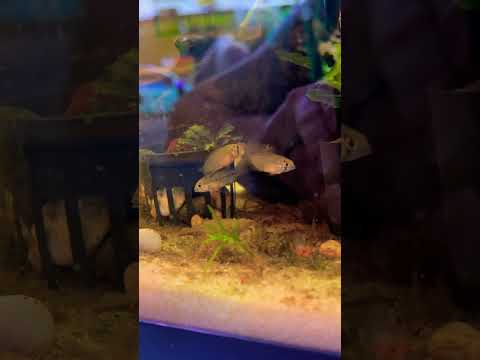 Juvenile Apistogramma #apistogramma #fishkeepingho 