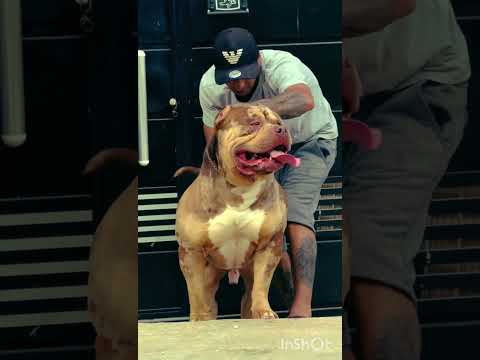 NO.1 BULL DOG  INDEN 🇮🇳 DOG  #dogshortsg # #subscribe #cr7 #animals #my