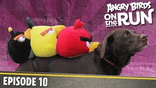 Angry Birds on The Run - 10 - Na cestch