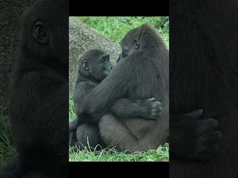 ゴリラと母親の温かいハグシーンをご紹介【台北市立動物園の癒し映像】 サムネイル