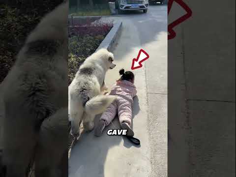 dog apologizes in cutest way 🤯