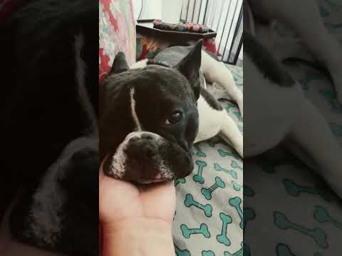 Frenchies need rest and tlc when they’re sore 🥺#shorts