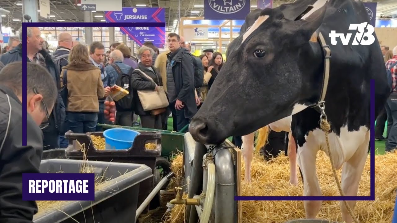 Salon de l’agriculture 2024 : l’élevage de vaches et de Mérinos dans les Yvelines