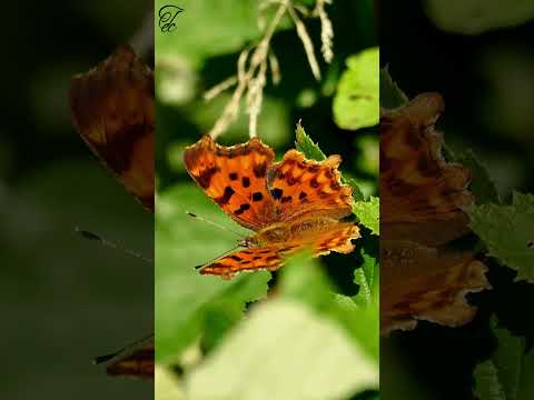 #Fluturii care își repară aripile - #SECRETELE FLUTURILOR - Ep 06