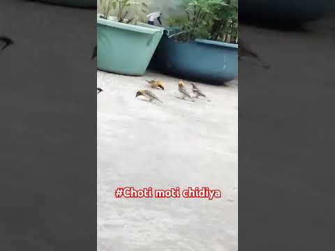 #viralvideos #https://www.youtube.com/@amirchanddewangan1085