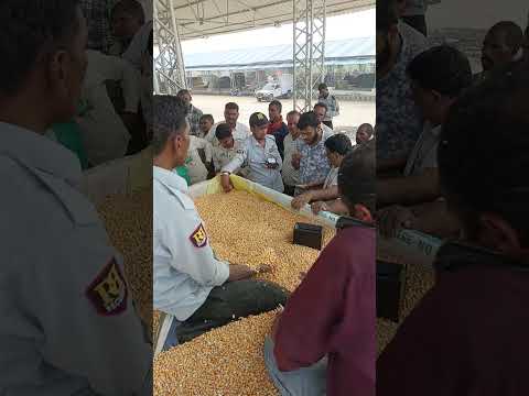चंदेरी मंडी मक्का का भाव 1500 से 1800 तक 🌽🌽 शॉर्ट..# वीडियो.#वायरल