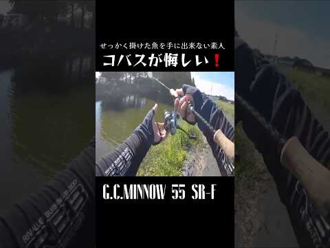 コバス釣りが1番楽しくて難しい❗️#shorts #bassfishing #バス釣り #おかっぱり #岸釣り #issei #右巻き大好き