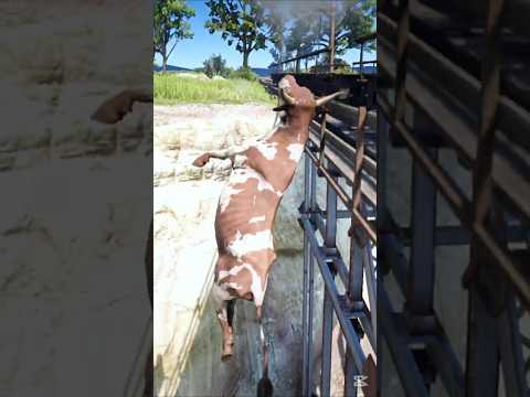 E.871 Simulate stunning survival skills #shorts #viral