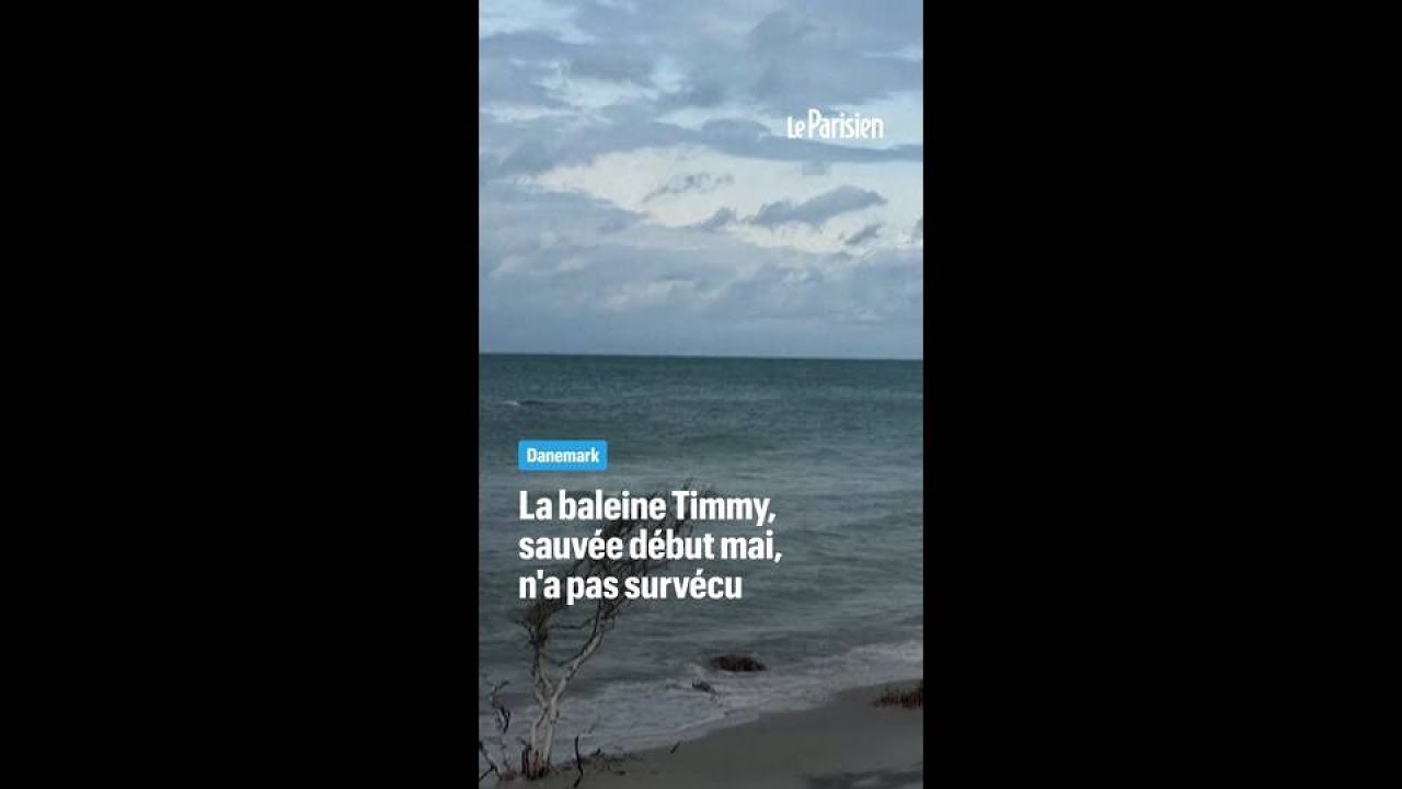 La baleine Timmy, sauvée début mai, retrouvée morte sur les côtes danoises