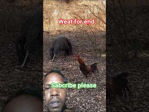 comodo drsgan vs murgi #wildlife #animals #nature #cute #komodo #rooster #reptile #trending #lizard