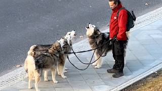 Huskies Being DRAMATIC... Best of 2026 🤣 NEW Funny Dog Videos