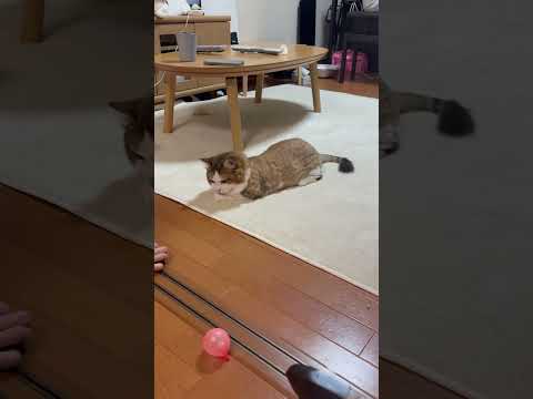 猫のひのきが登場する癒しの動画をご覧ください サムネイル