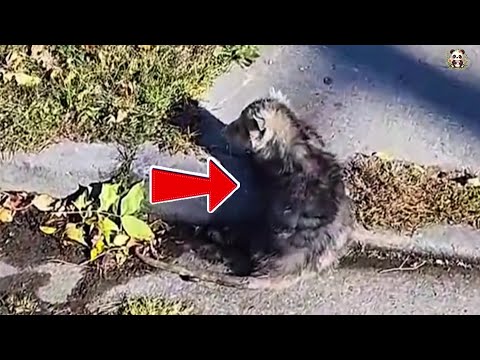 From Roadside Rescue to Unexpected Family: A Tale of Love and Healing at Home.