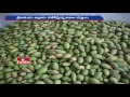 Mango crop loss in Srikakulam due to storms