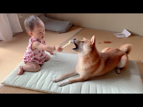 【モモ子誕生日記念】柴犬おねーちゃんとの宝石のような７年間