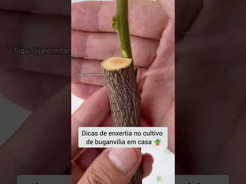 Enxertia de buganvília #jardinagem #jardim #dicasdejardinagem #onzehoras #planta