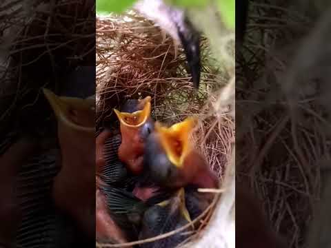 Baby Sardinian Warblers Growing Fast in the Nest (p 4) #shorts
