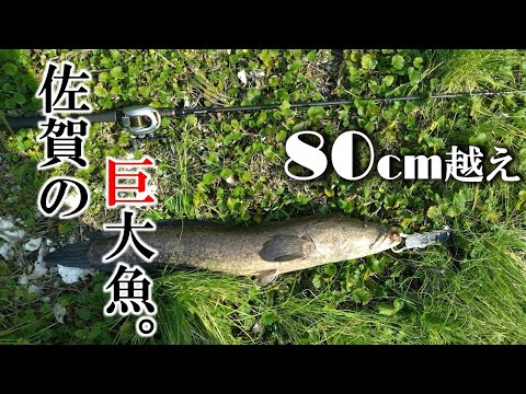 【全編】今年の最後に最大魚釣れた【ﾙｱｰﾌｨｯｼﾝｸﾞ】冬。#80＜右巻き大好き＞