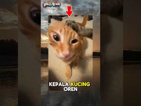 ngakak banget,, kucing abu abu yang rakus#kucinglucu#kucing#shorts