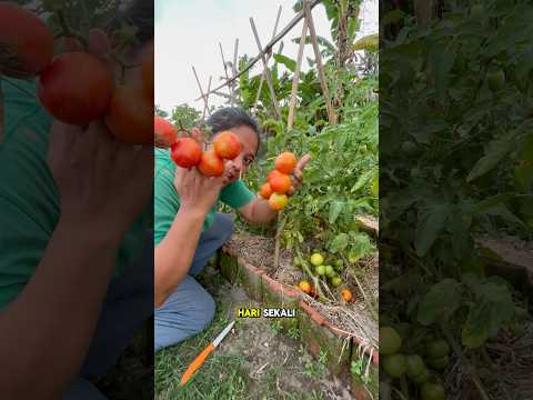 Burung pun ikut makan tomat saya #kebun #berkebun #garden