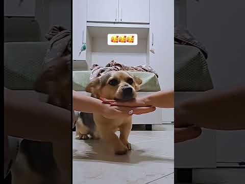 Cún cưng quá đi #dog #dogs #viralvideo #viral