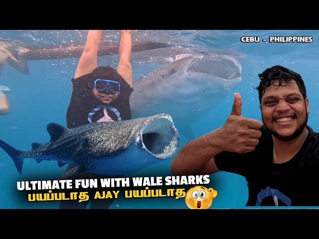 Philippines Ultimate adventure Swimming with whale shark and kawasan falls | CEBU | Philippines EP 7